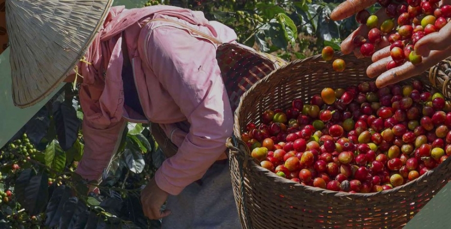 Vietnam Coffee Week, encuentro esencial para conocer el futuro de la industria del café