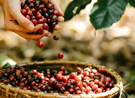 Brasil reporta exportaciones récord con 47 millones de sacos de café