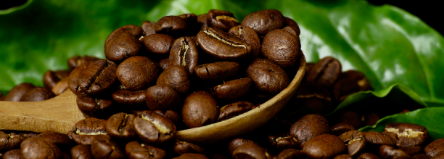 El Diccionario del Café