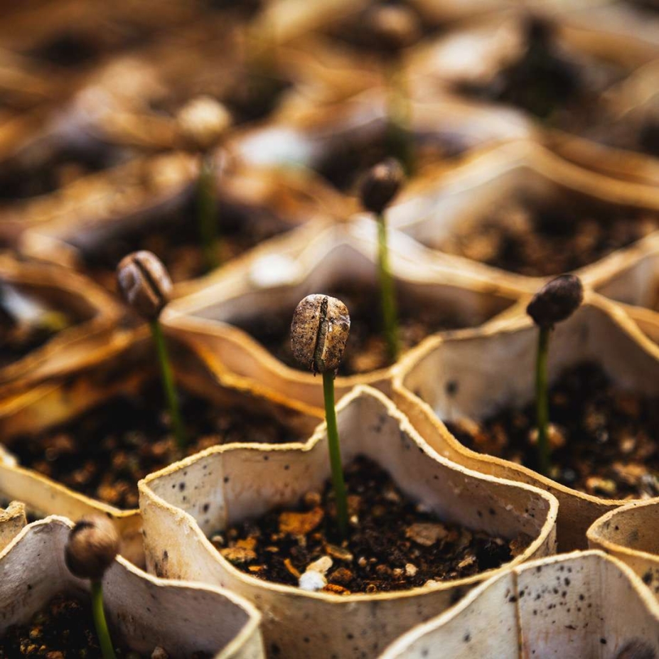 El precio del café sufre en los últimos días su máximo histórico