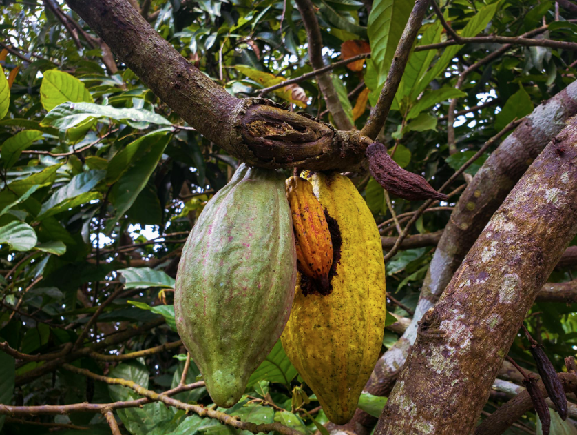 El principal productor mundial de café también quiere dominar el cacao El principal productor mundial de café también quiere dominar el cacao