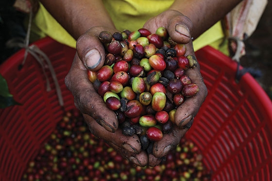 El café lidera las ventas entre los productos de comercio justo en España El café lidera las ventas entre los productos de comercio justo en España