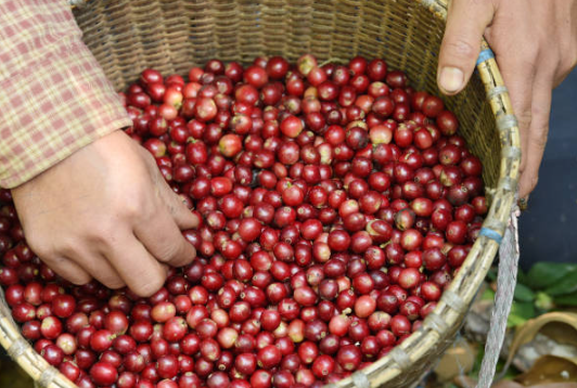 La polémica de la industria cafetera: La queja nos afianza en el inmovilismo La polémica de la industria cafetera: La queja nos afianza en el inmovilismo
