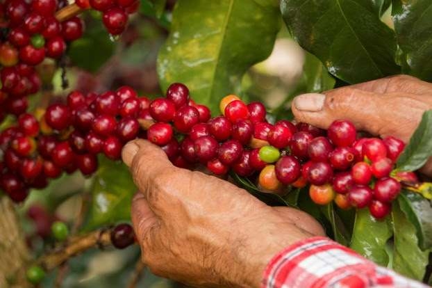 La producción de café colombiano se redujo un 6% en 2020 La producción de café colombiano se redujo un 6% en 2020