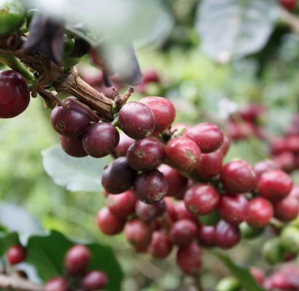 La SCA anuncia los ganadores de los Premios de Sostenibilidad 2020 en la industria del café La SCA anuncia los ganadores de los Premios de Sostenibilidad 2020 en la industria del café