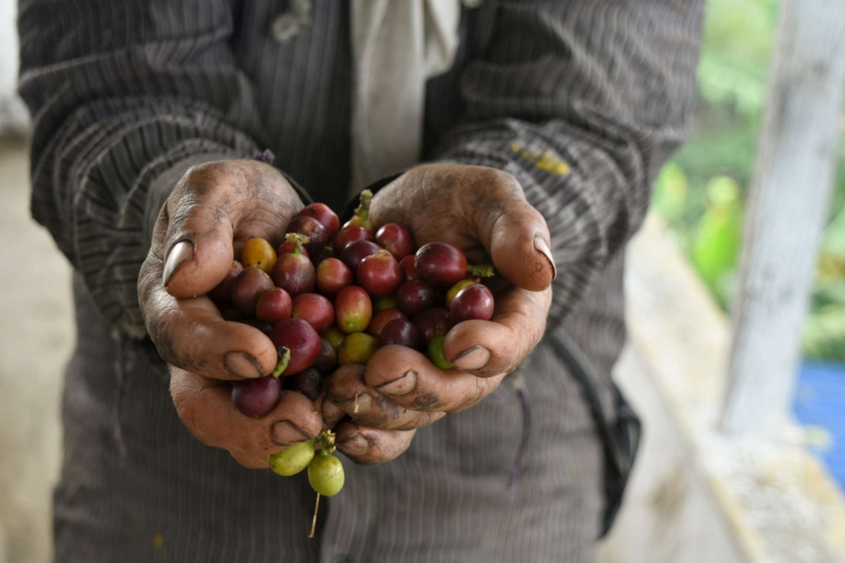 Nespresso invierte en la reactivación del café de la República Democrática del Congo Nespresso invierte en la reactivación del café de la República Democrática del Congo