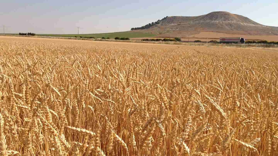 Nestlé acelera su producción sostenible con un sistema alimentario regenerativo