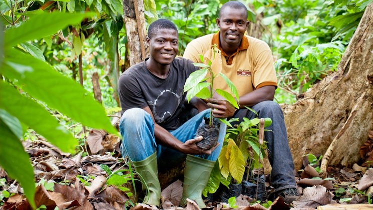 Nestlé se compromete a producir todos sus chocolates con cacao de cultivo sostenible