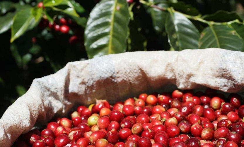 Nestlé lidera el camino en sostenibilidad del café: Resultados del Índice Coffee Brew 2023 Nestlé lidera el camino en sostenibilidad del café: Resultados del Índice Coffee Brew 2023