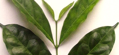 Una planta de café descafeinado, entre las diez nuevas formas de vida más interesantes