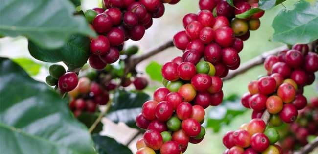 Nuevas referencias y avances en sostenibilidad, así comienza el año para Nestlé Nuevas referencias y avances en sostenibilidad, así comienza el año para Nestlé