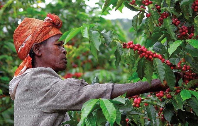 Ruanda, el café de moda entre los tostadores españoles