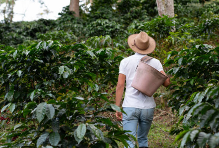 Sabor de resiliencia: El café cubano rompe fronteras para renacer en el Reino Unido