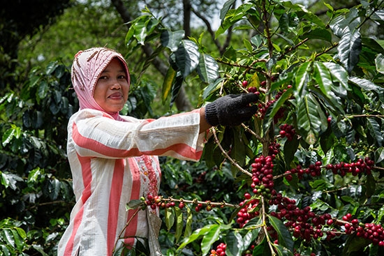 El canal vending es el motor para el crecimiento del café Fairtrade