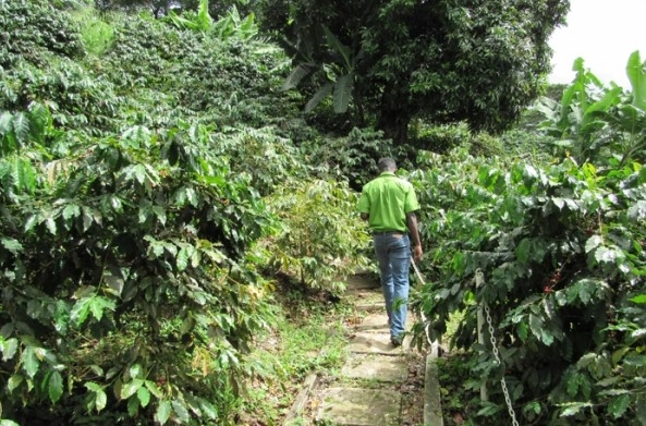 Un recorrido por los sabores únicos de los cafés caribeños