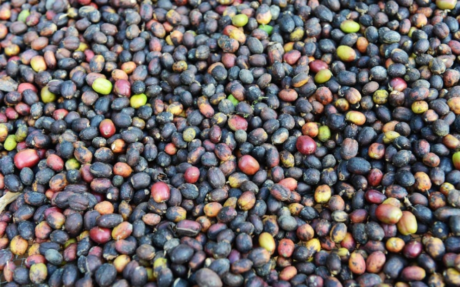 Wush Wush, el café etíope que conquista el segmento del specialty coffee