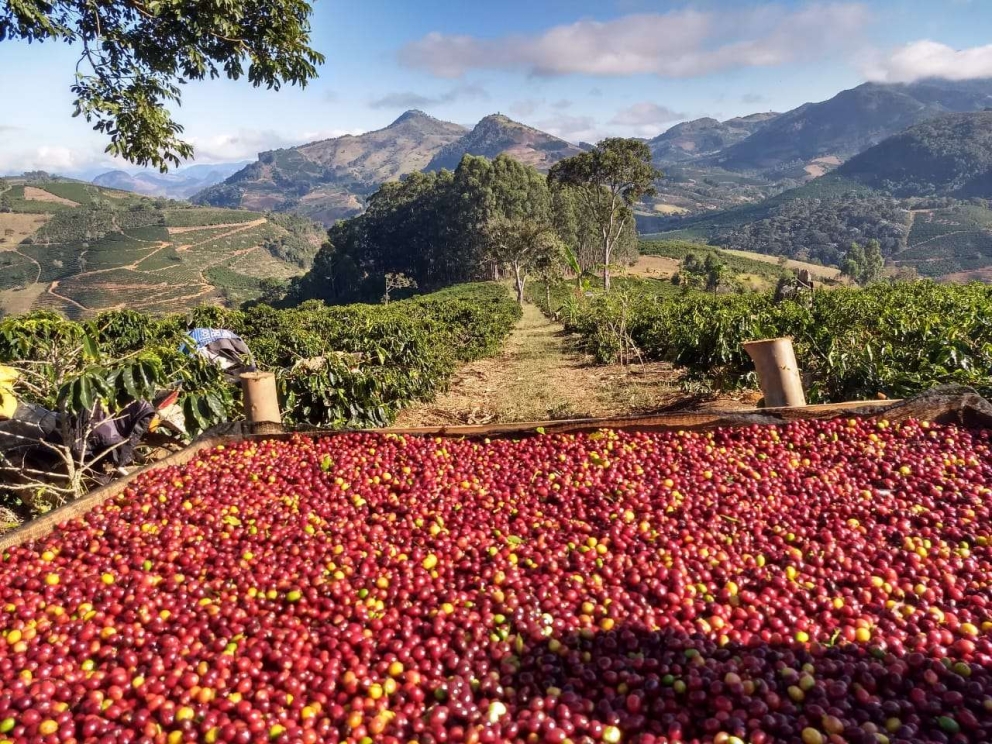 Cafés en granos verdes