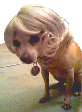 perros mascotas pelucas vending machines dogs wigs expendedoras japon capsulas gachapon