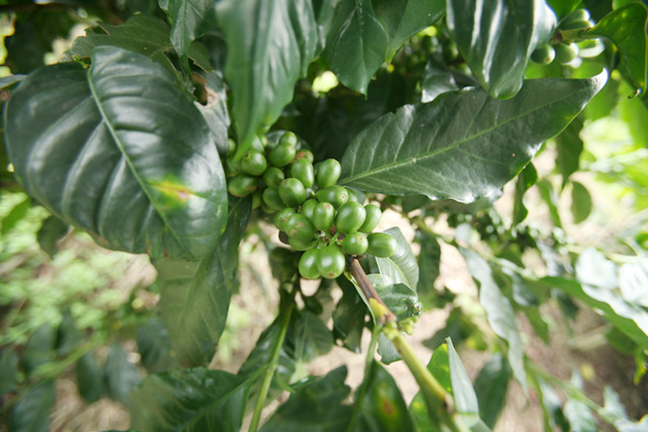 La demanda de café no se verá afectada por la crisis económica mundial