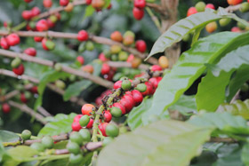 cafe origen tanzania starbucks