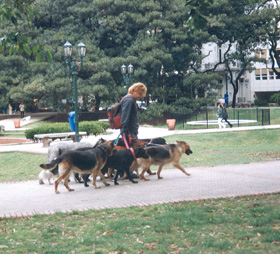 perros excrementos parque recogida bolsas expendedoras dispensadoras Madrid