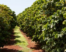 cafe OIC ICO produccion precio mercado precios robustas arabicas suaves colombianos