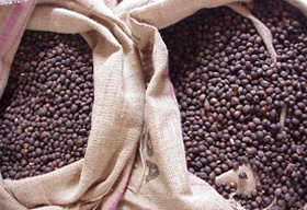 cafe OIC ICO produccion precio mercado exportaciones indicativo compuesto